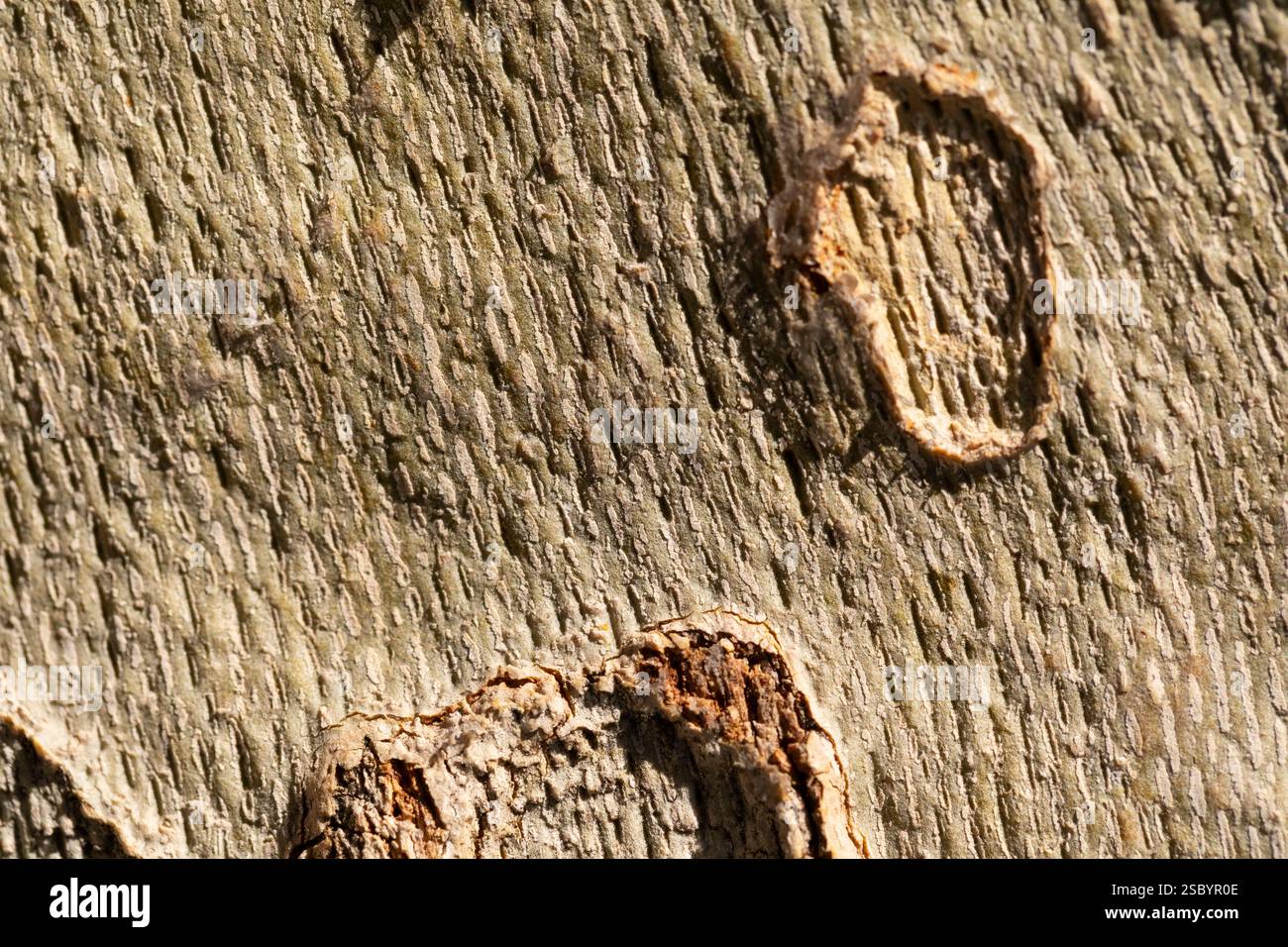 Texture of the bark of a London plane tree , typical in parks and gardens in Spain Stock Photo