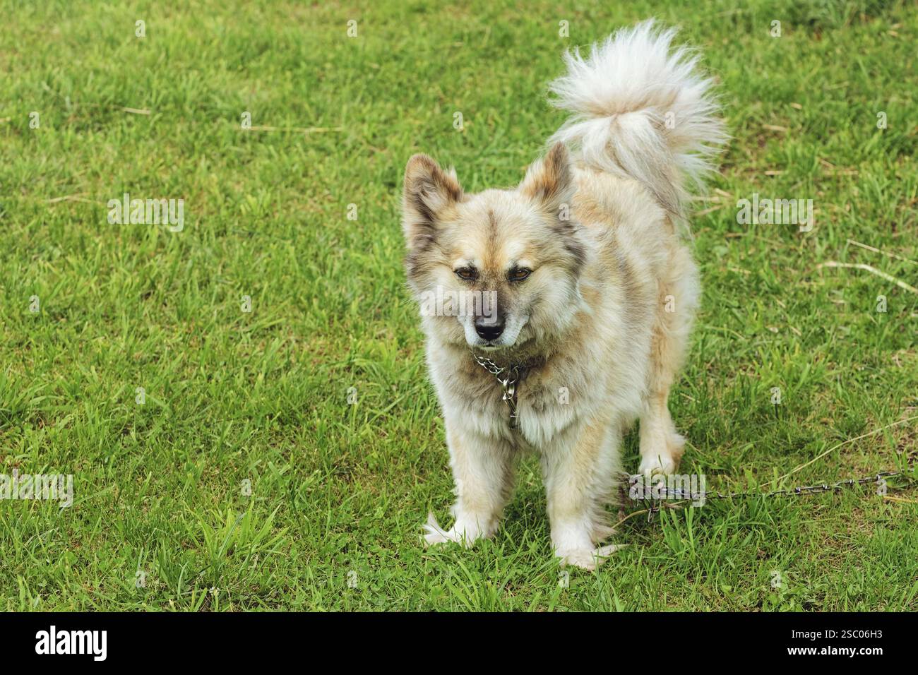 Dog on the Grass Lietuva Stock Photo