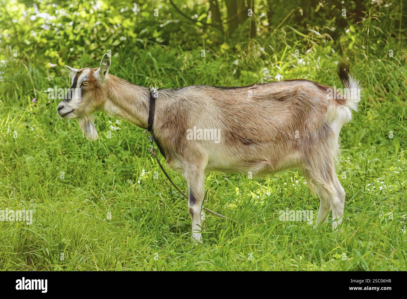 Billy Goat on the Leash Lietuva Stock Photo