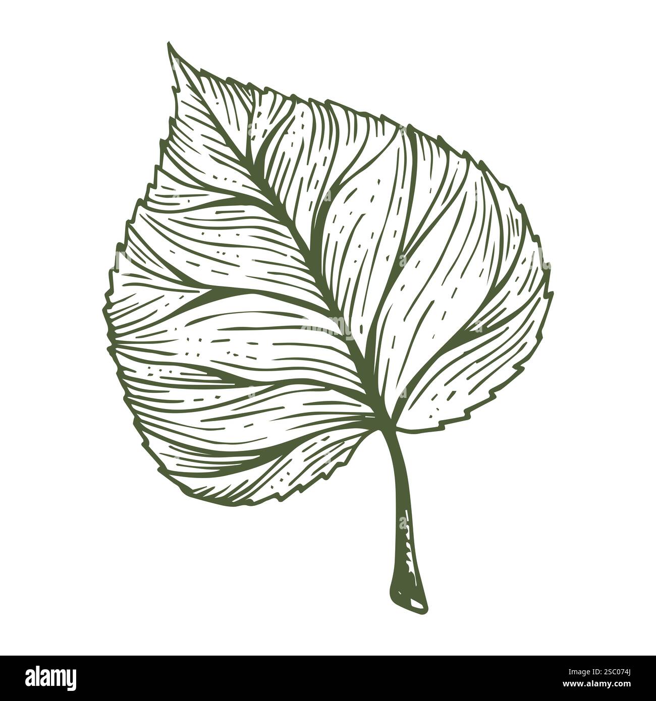 Green sceleton image of leaf over white background Stock Photo