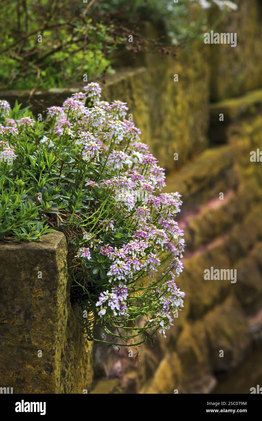 Flowers Alyssum (Lobularia maritima) in the city garden Stock Photo - Alamy