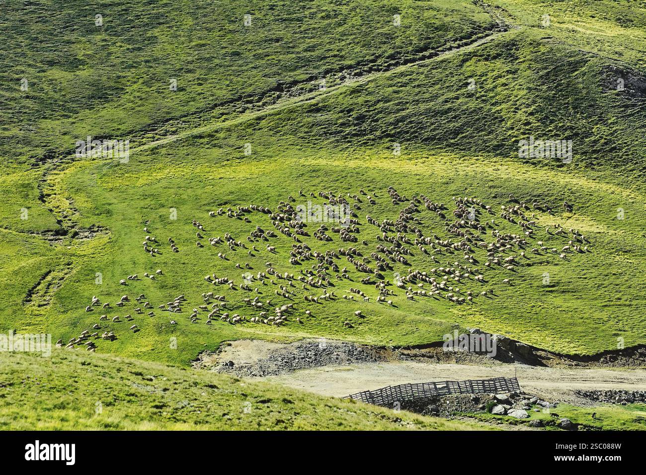 Flock of Sheep on the One of Bucegi Mountains Slopes Sinaia, Romania ...