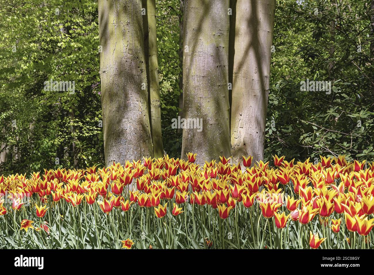 Red and Yellow Tulips Flower Bed in the Park Keukenhof, Netherlands ...