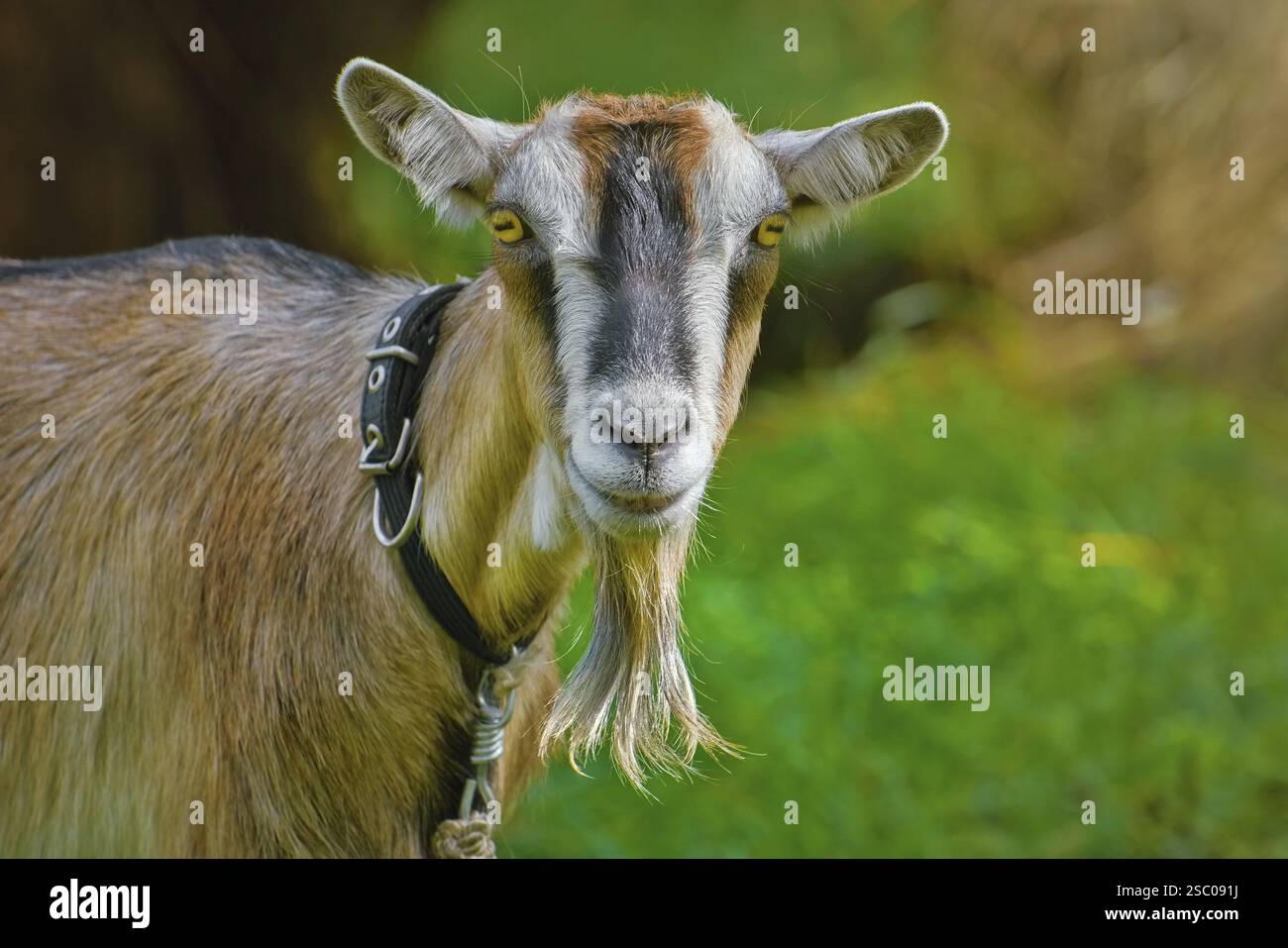 Close-up portrait of billy goat without horns Lietuva Stock Photo