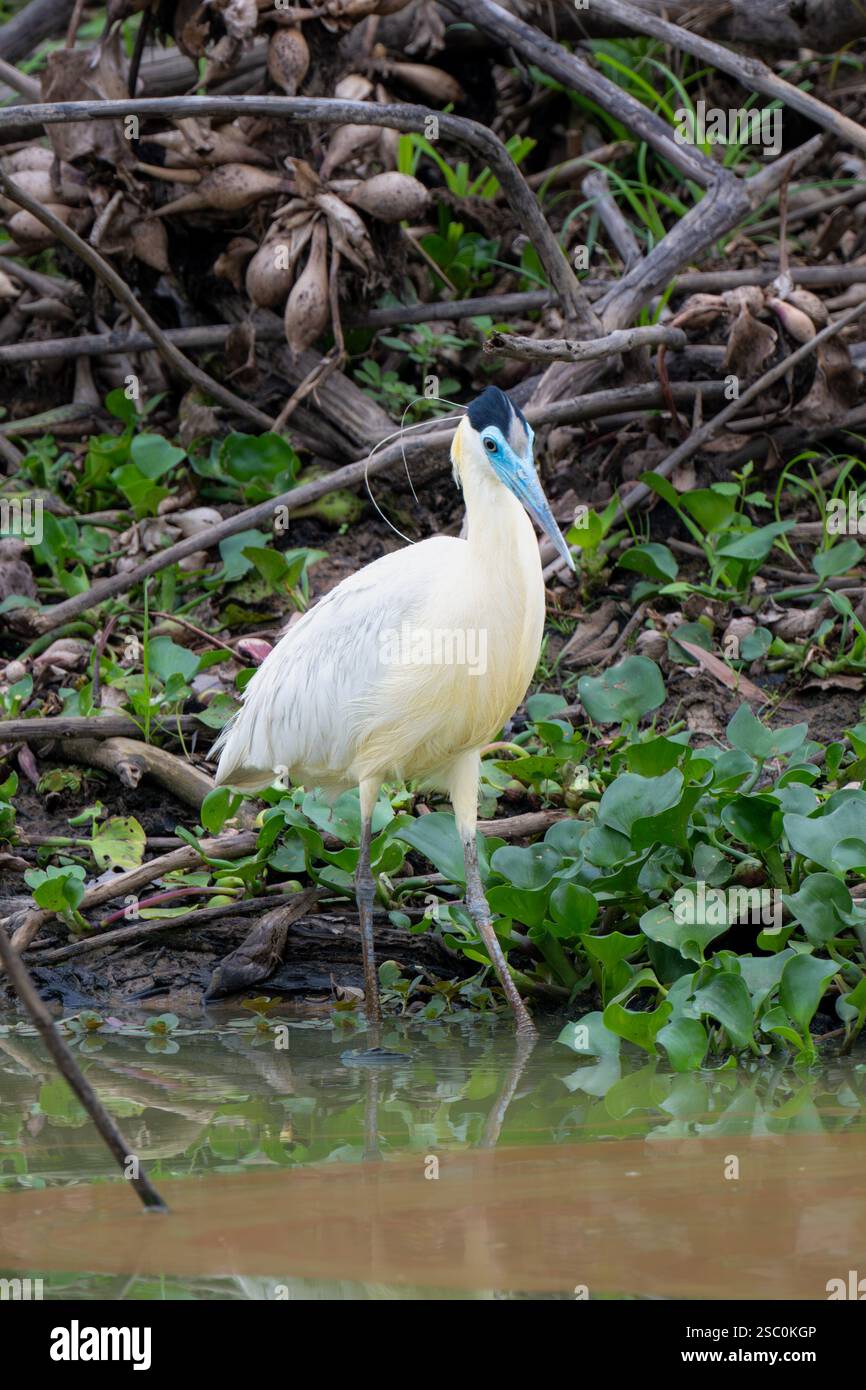 Capped Heron sitting amongst jungle greenery Stock Photo