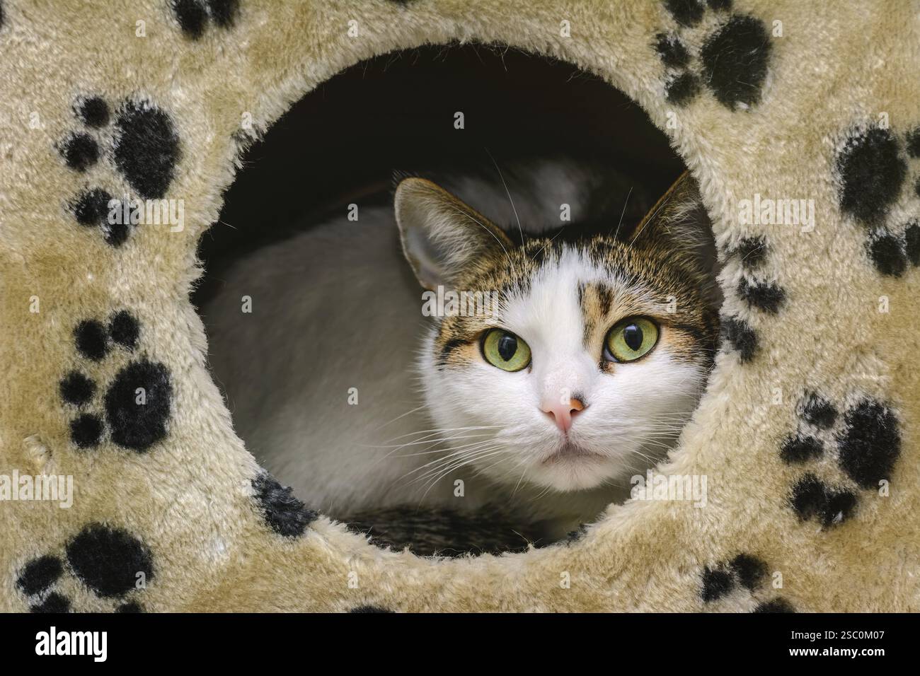 Domestic Cat Looks Out From Its House Varna, Bulgaria, Europe Stock Photo