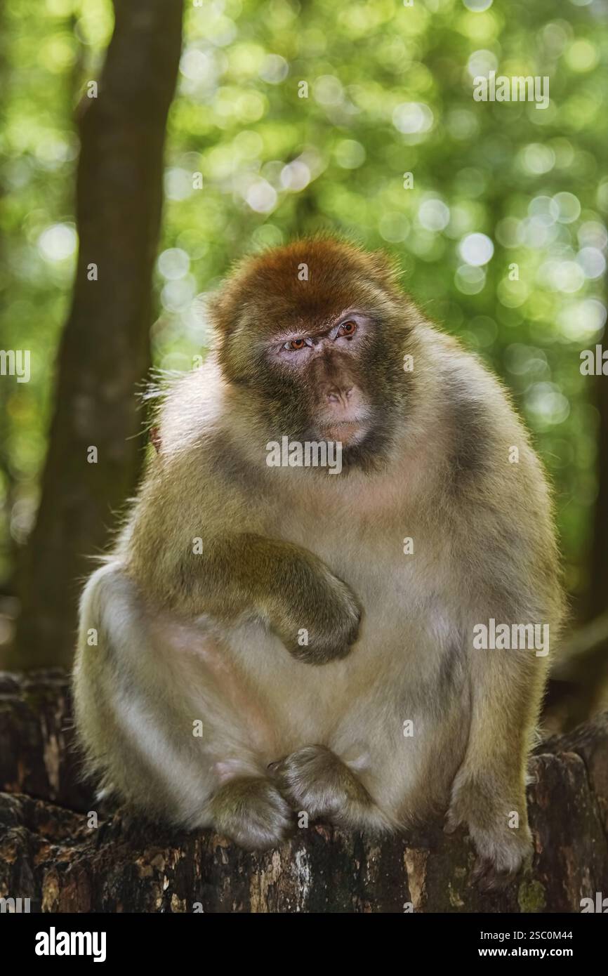 Barbary Macaque (Macaca Sylvanus) Sitting on the Tree Stump Salem, Germany, Europe Stock Photo