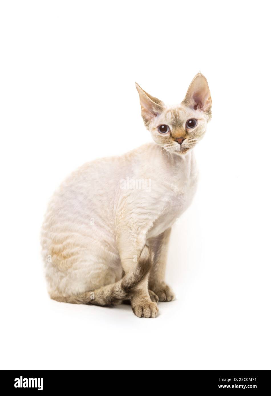 Devon Rex cat posing against white background Stock Photo