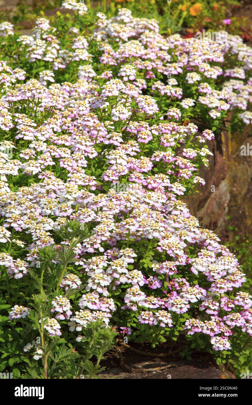 Flowers Alyssum (Lobularia maritima) in the city garden Stock Photo - Alamy
