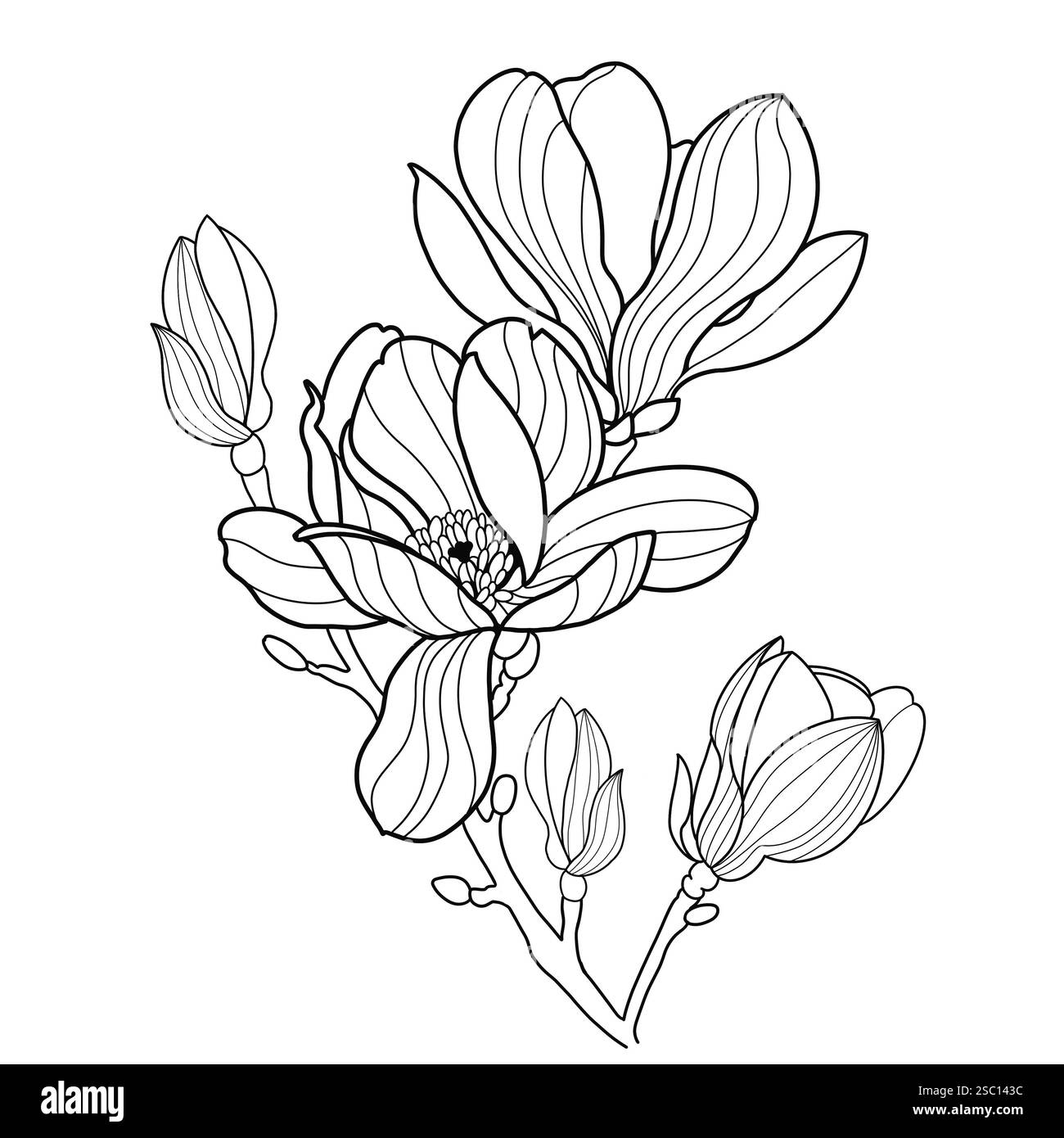 Magnolia line art wallpaper hi-res stock photography and images - Alamy