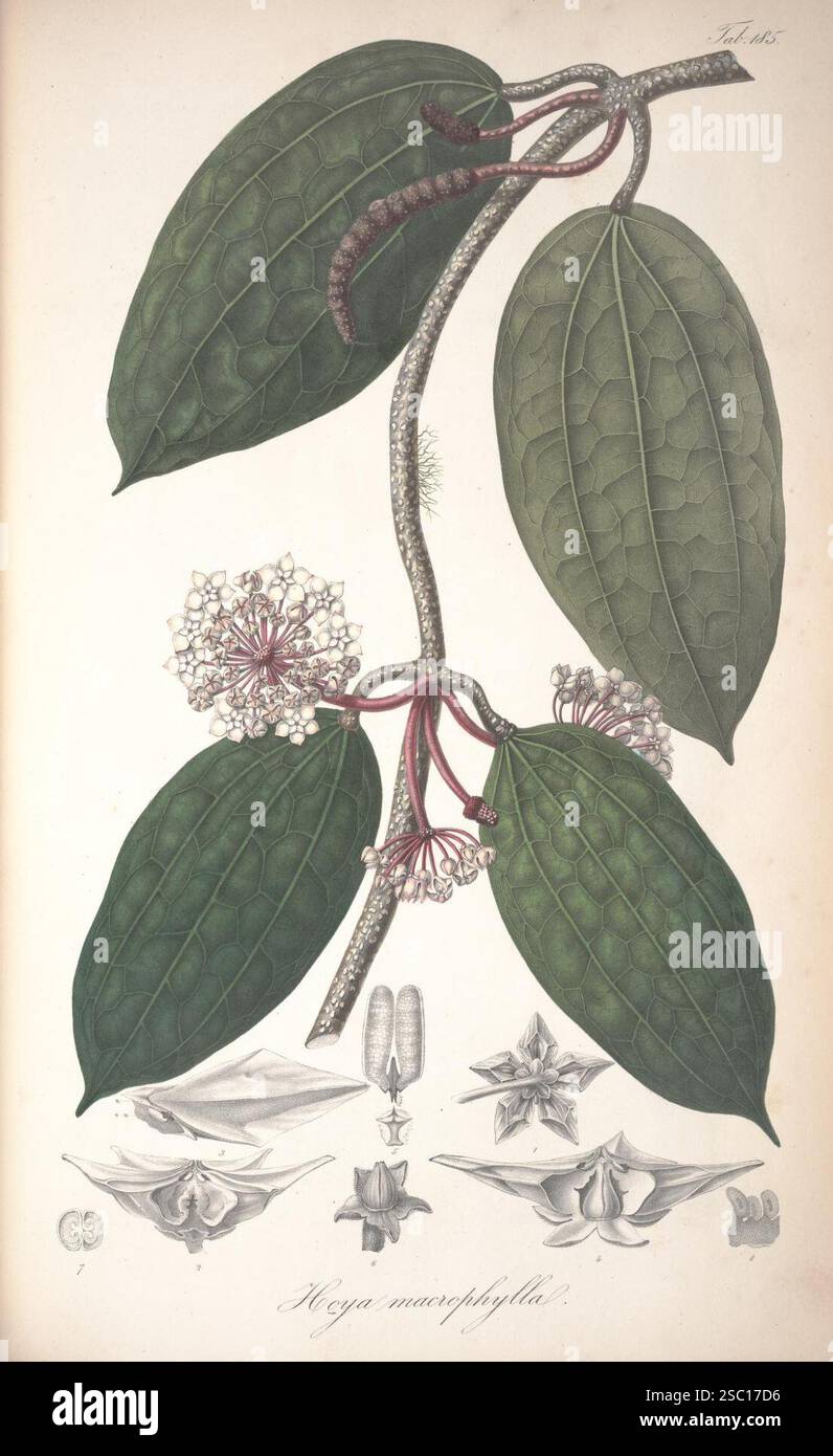 Hoya macrophylla Blume Rumphia vol4 pl185. Stock Photo