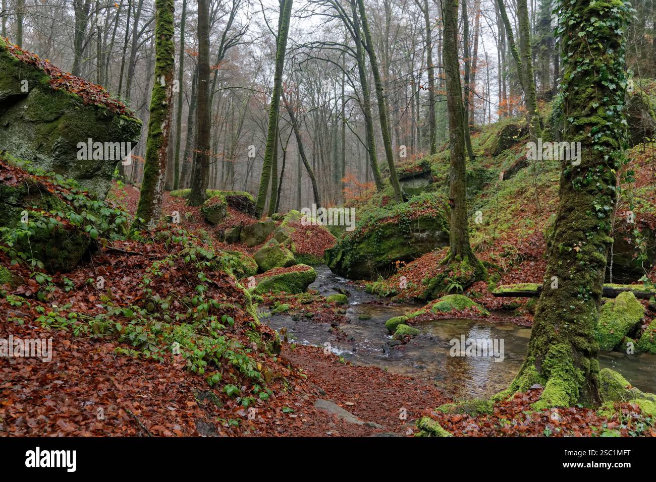 Small creek flowing quietly through an idyllic valley in the Mullerthal ...