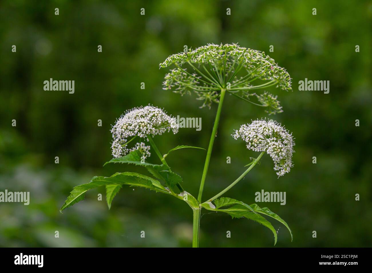 white inflorescence and green leaves of Aethusa cynapium plant. Stock Photo