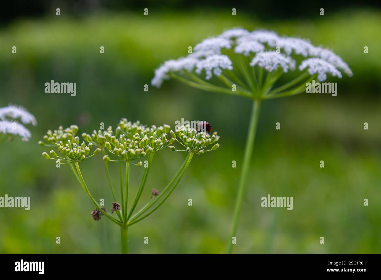 white inflorescence and green leaves of Aethusa cynapium plant. Stock Photo