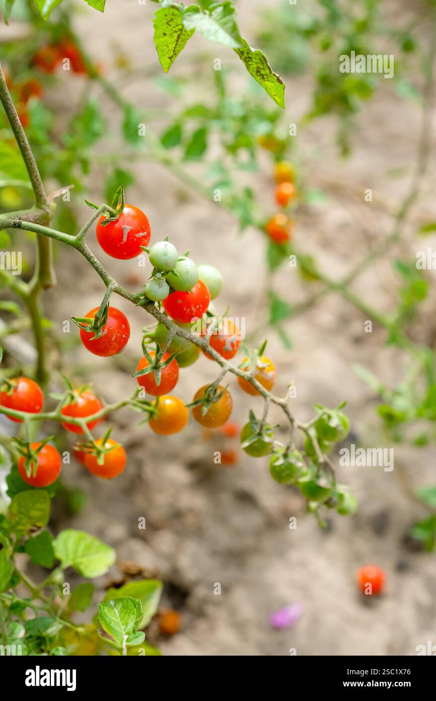 Red currant tomato in the vegetable garden. Soils for cultivation of tomatoes. The smallest tomatoes for decorating dishes. Stock Photo