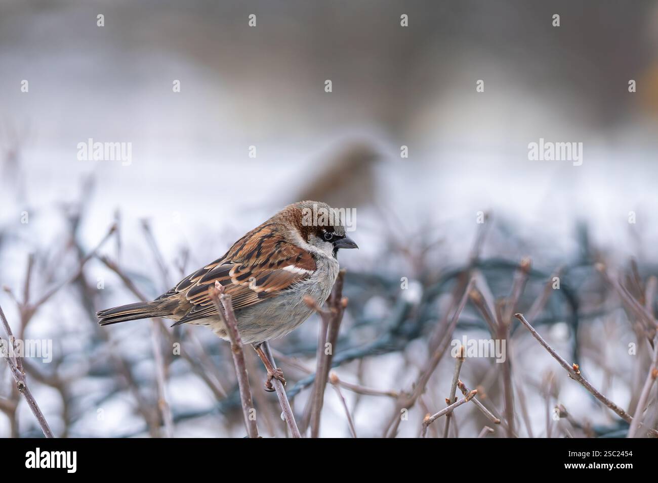 Male House sparrow on a bush in anticipation of spring with ringing ...