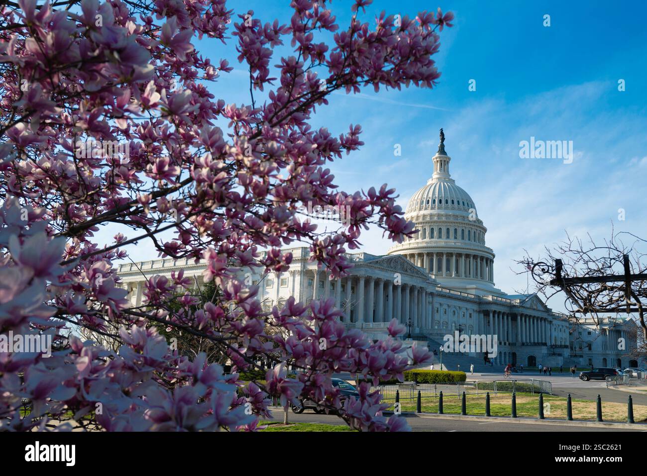 Capitol building in blossom tree. Spring Capitol hill, Washington DC ...