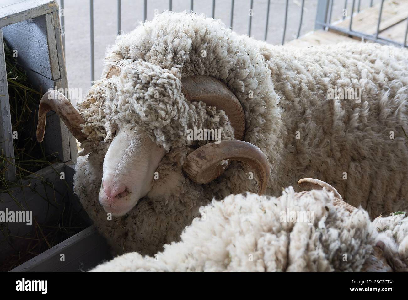 Closeup ram head on the farm. Agriculture, livestock Stock Photo - Alamy