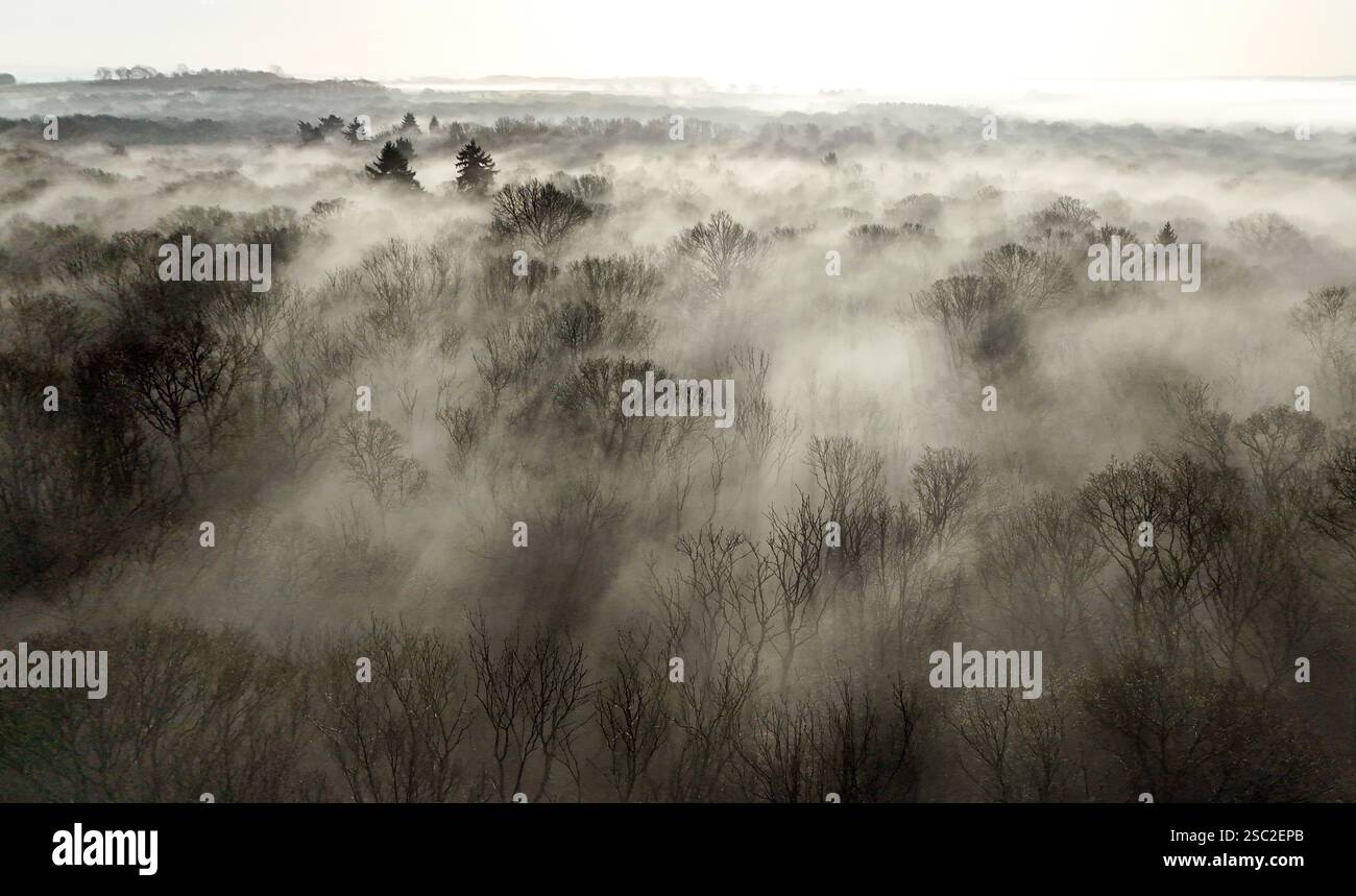 Mist covers Hoad's Wood as the sun rises near Ashford, Kent. Picture ...