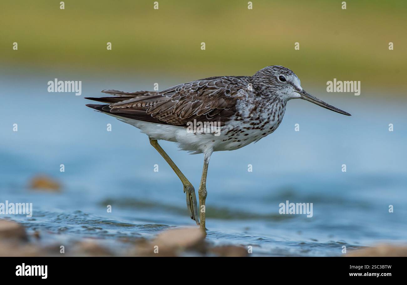 Common Greenshank (Tringa nebularia) Afrika, Avrupa ve Asya'da yaşayan bir sulak alan kuşudur. Genellikle tatlı suyla beslenir. Stock Photo