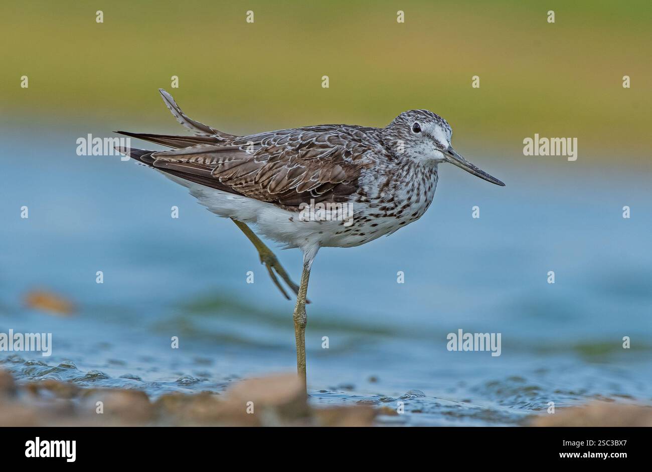 Common Greenshank (Tringa nebularia) Afrika, Avrupa ve Asya'da yaşayan bir sulak alan kuşudur. Genellikle tatlı suyla beslenir. Stock Photo