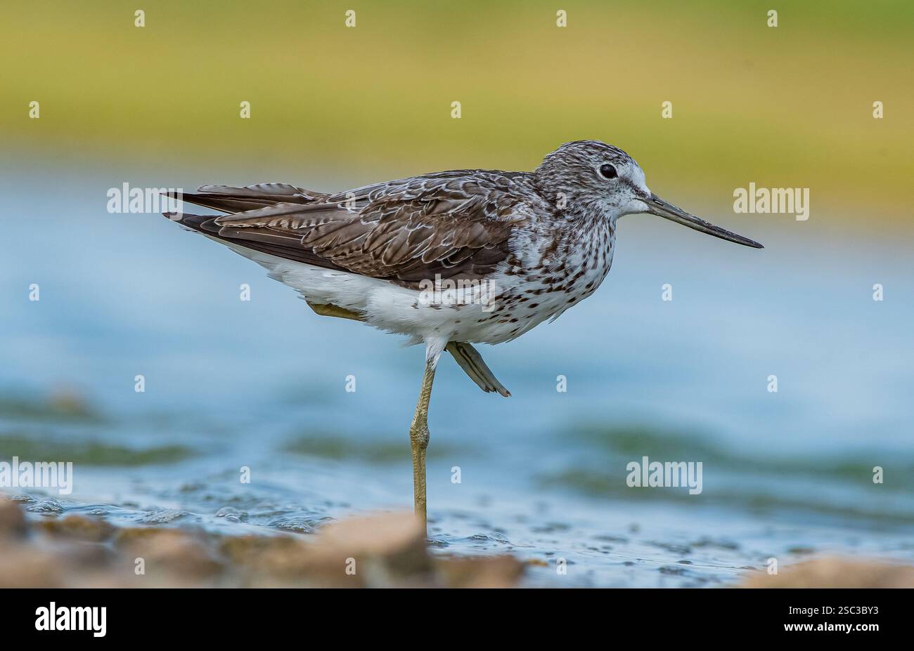 Common Greenshank (Tringa nebularia) Afrika, Avrupa ve Asya'da yaşayan bir sulak alan kuşudur. Genellikle tatlı suyla beslenir. Stock Photo