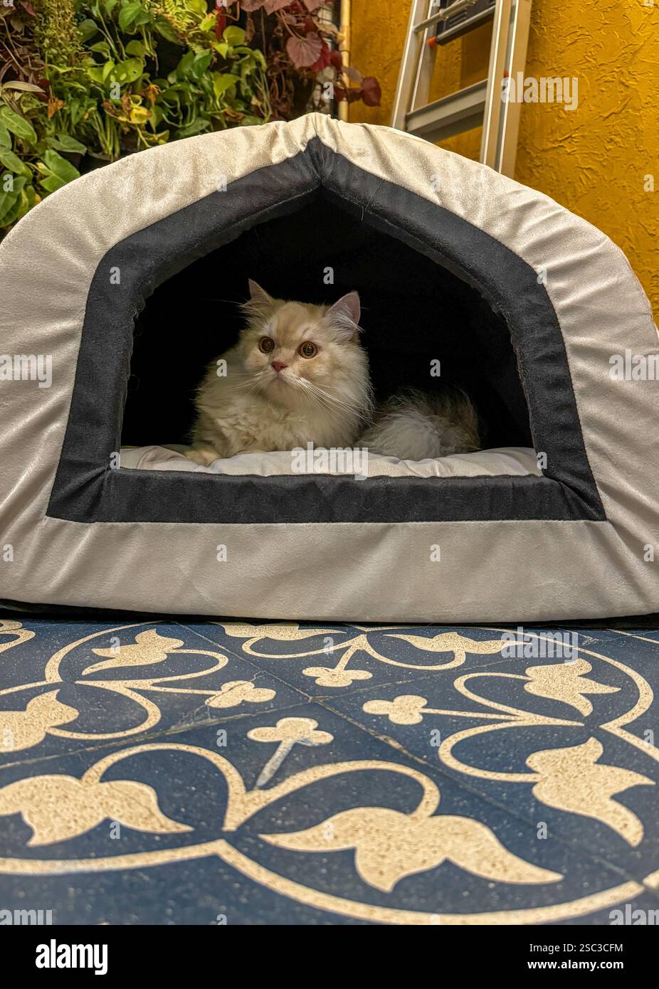 Close up of a persian cat sitting inside his tent Stock Photo