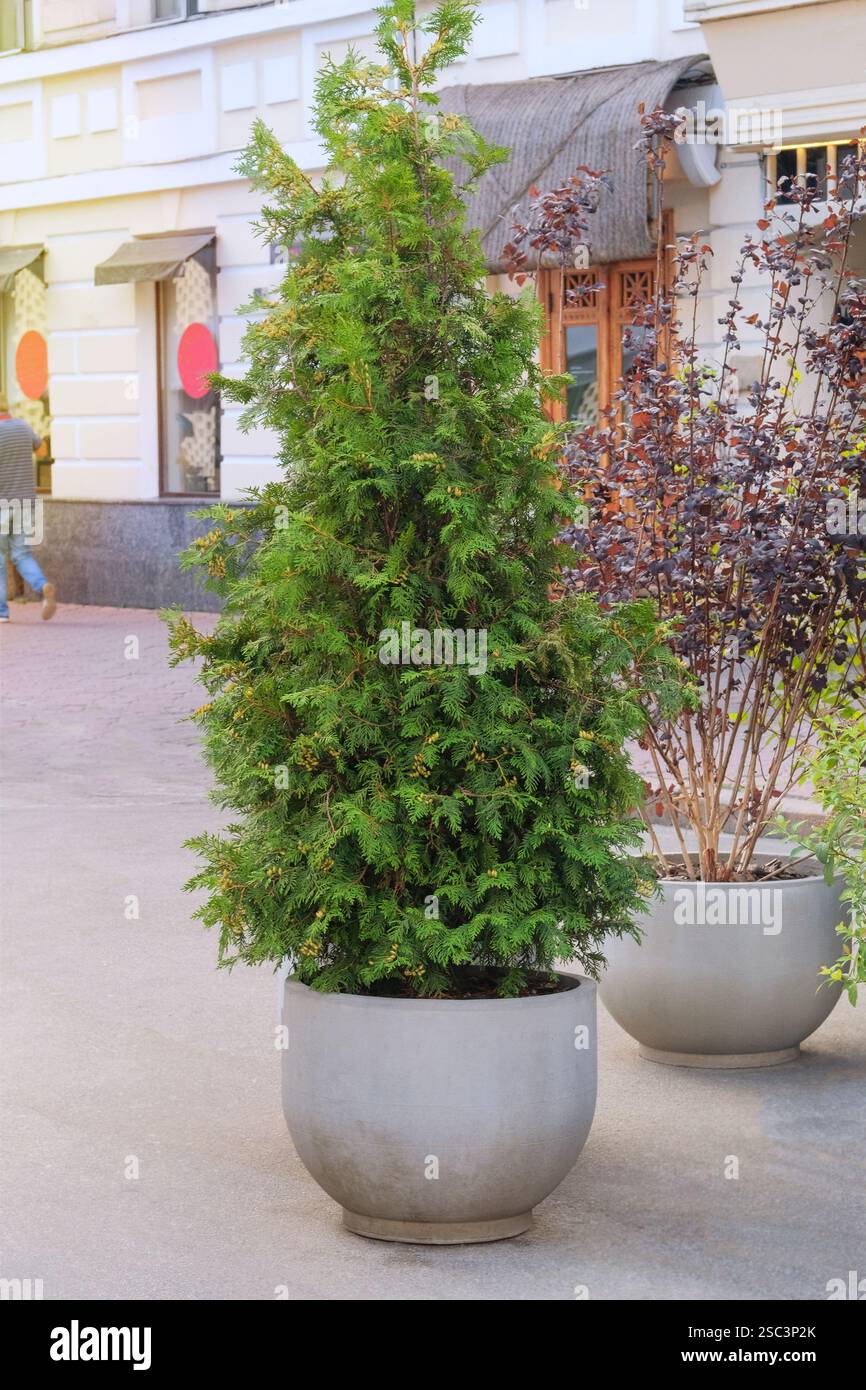Cypress in large outdoor pot. Thuja occidentalis danica in container ...