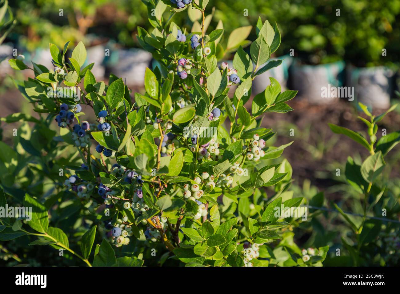 Ripe blueberries (bilberry) on a blueberry bush on a nature background ...