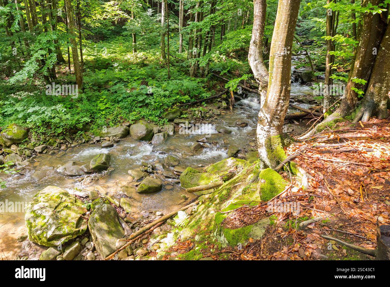 river in the forest. outdoor adventure. nature scenery with trees above water stream. sunny day in summer. lush woodland of europe Stock Photo