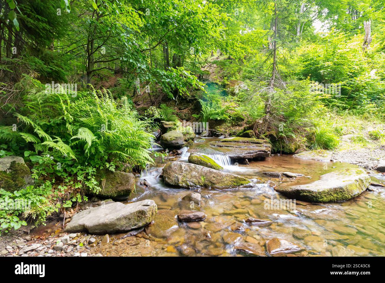 landscape with brook in the forest. outdoor adventure. stones in the creek. trees on the shore. sunny weather in summer. nature conservation Stock Photo