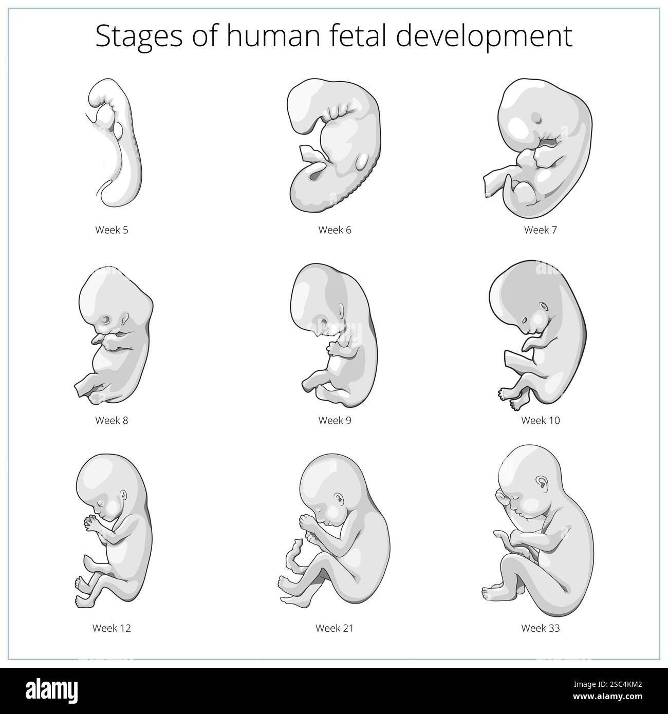 Stages of human fetal development schematic vector Stock Vector Image ...
