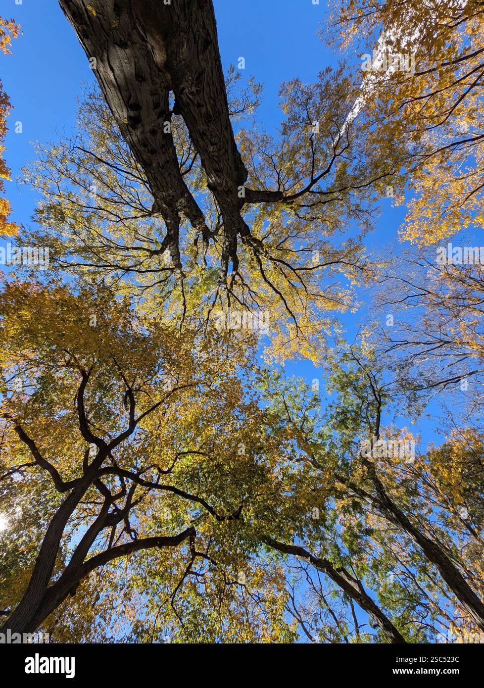The tops of trees in Harvard Yard at Autumn time in Boston, Massachusetts, USA - Smartphone Captured Stock Image