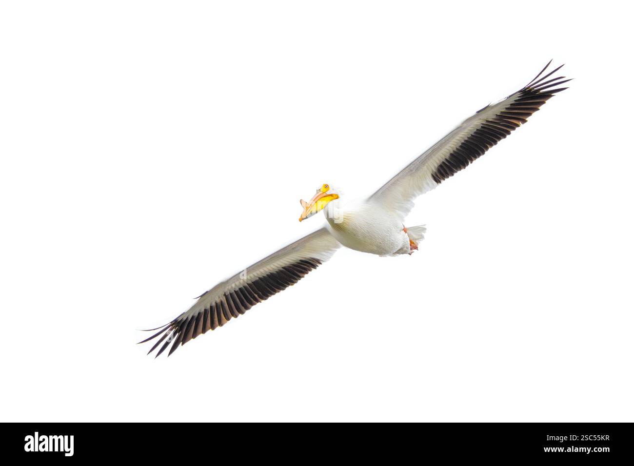 An American White Pelican glides with its wings spread wide open. Isolated on a white background. Stock Photo