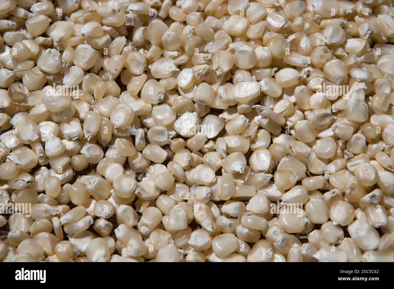 MAKEFU VILLAGE, IDODI DIVISION,  IRINGA TANZANIA, May 2008: Maize that has been removed from the cob. Stock Photo