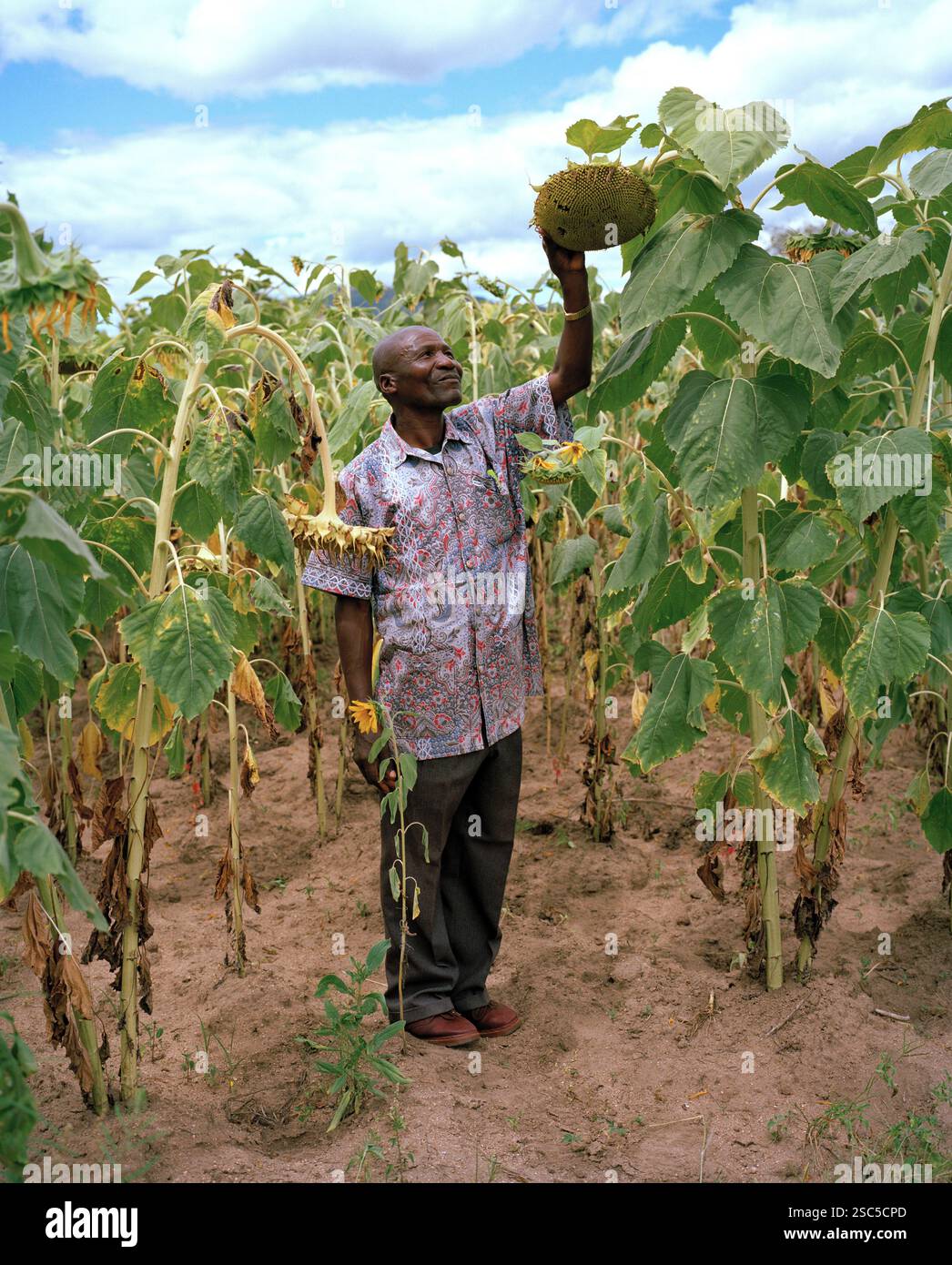 A man inspects a large sunflower in a field in Tanzania. Stock Photo