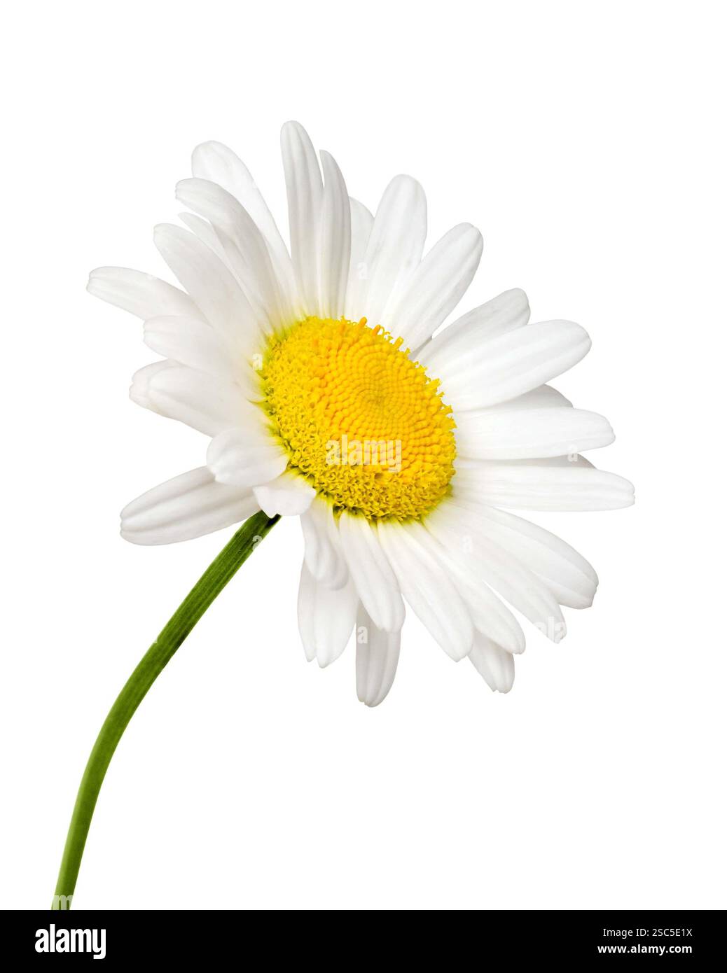 Side view of white daisy flower isolated cutout on white Stock Photo