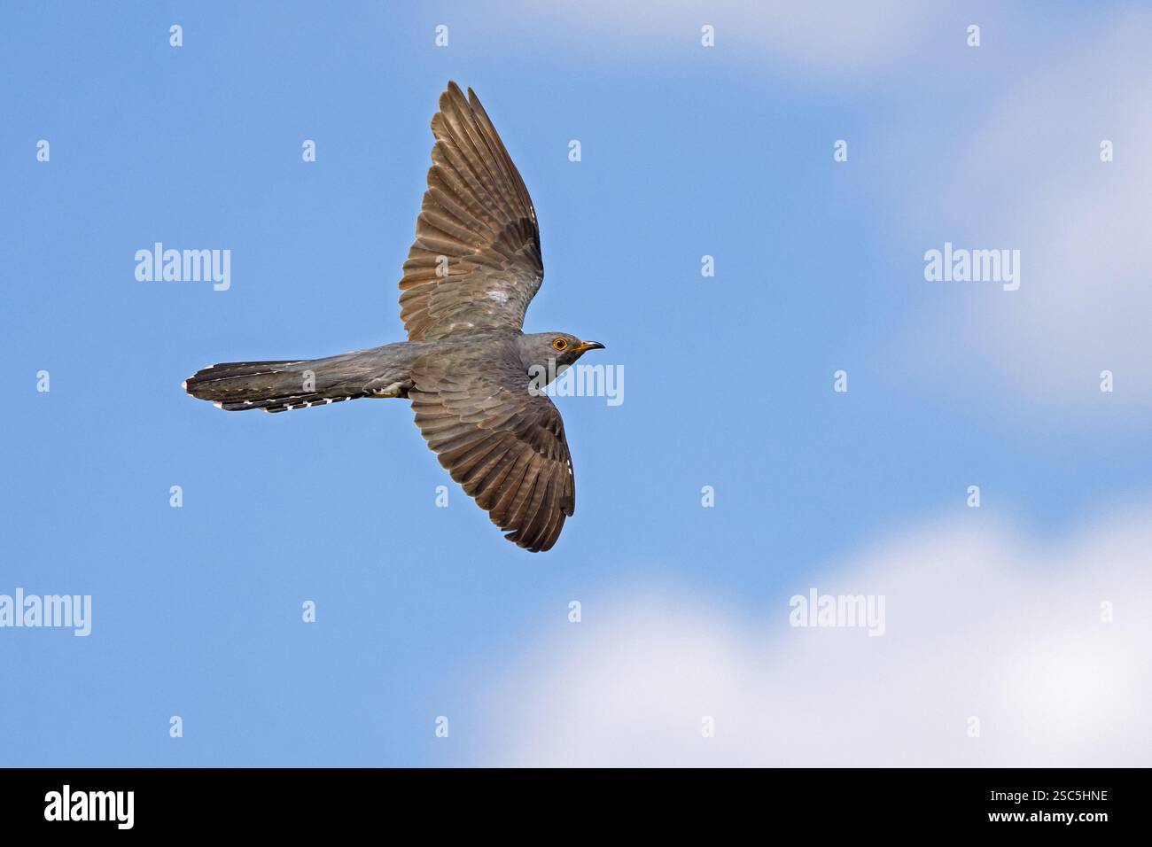 Common cuckoo (Cuculus canorus) adult male flying against blue sky in ...
