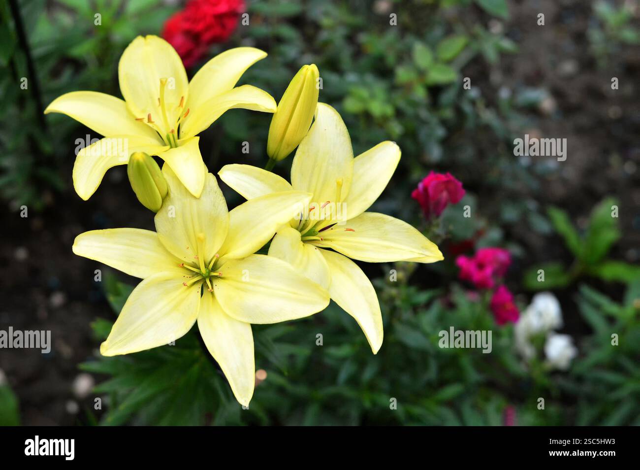 Lily flowers growing in hi-res stock photography and images - Alamy