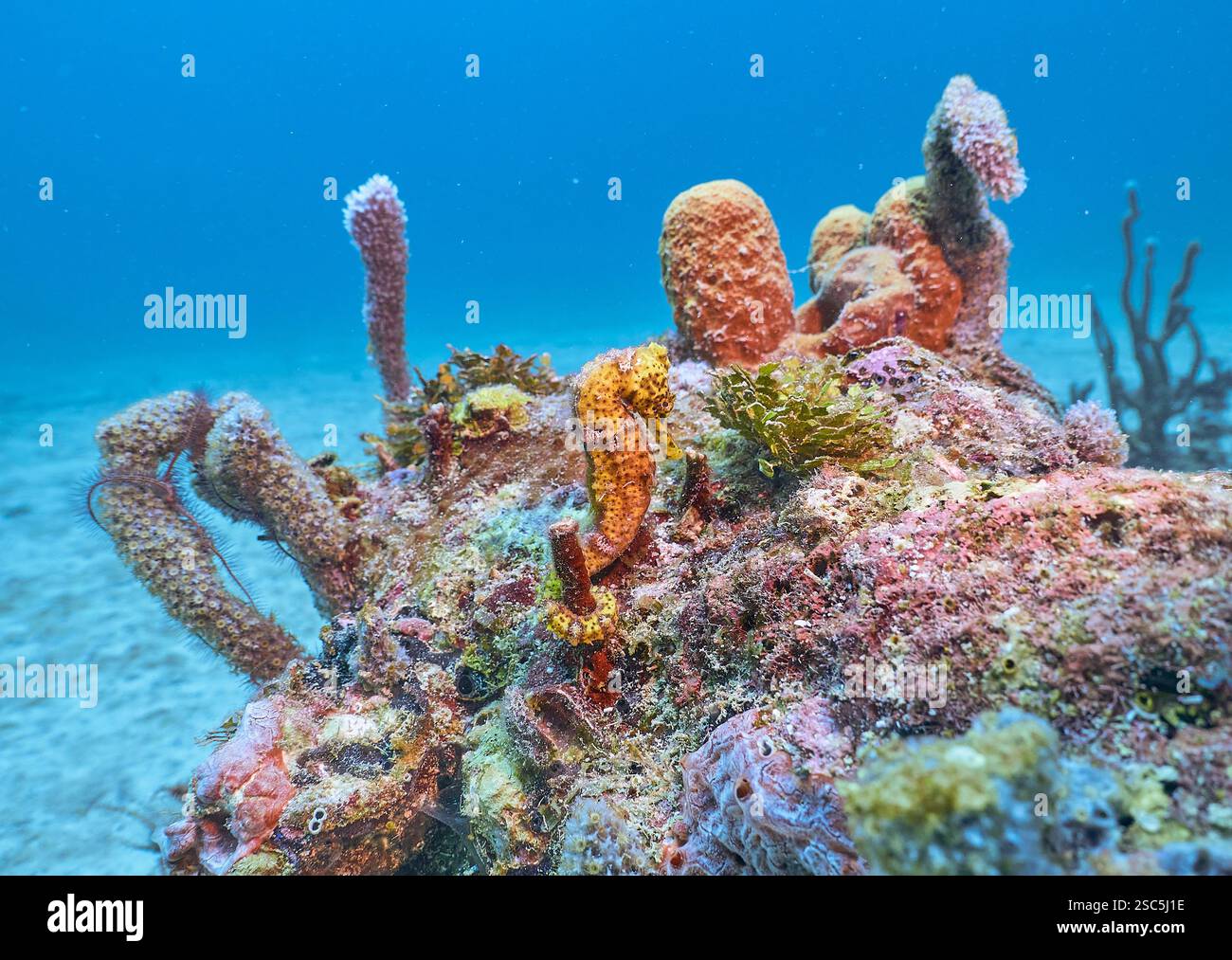 Seahorse or Hippocampus securing themselves to Coral Stock Photo