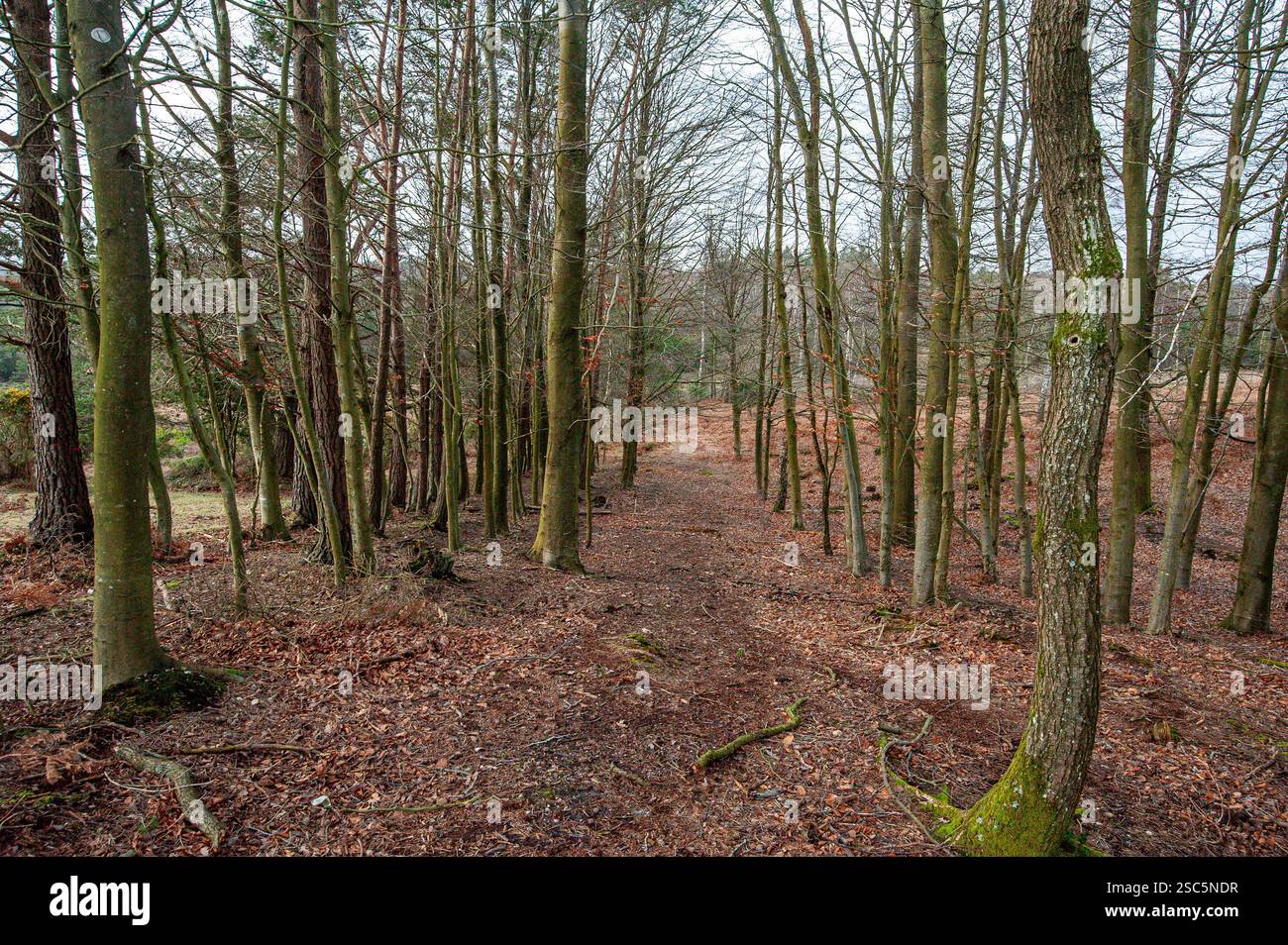 Small copse of trees with gap through the middle Stock Photo - Alamy