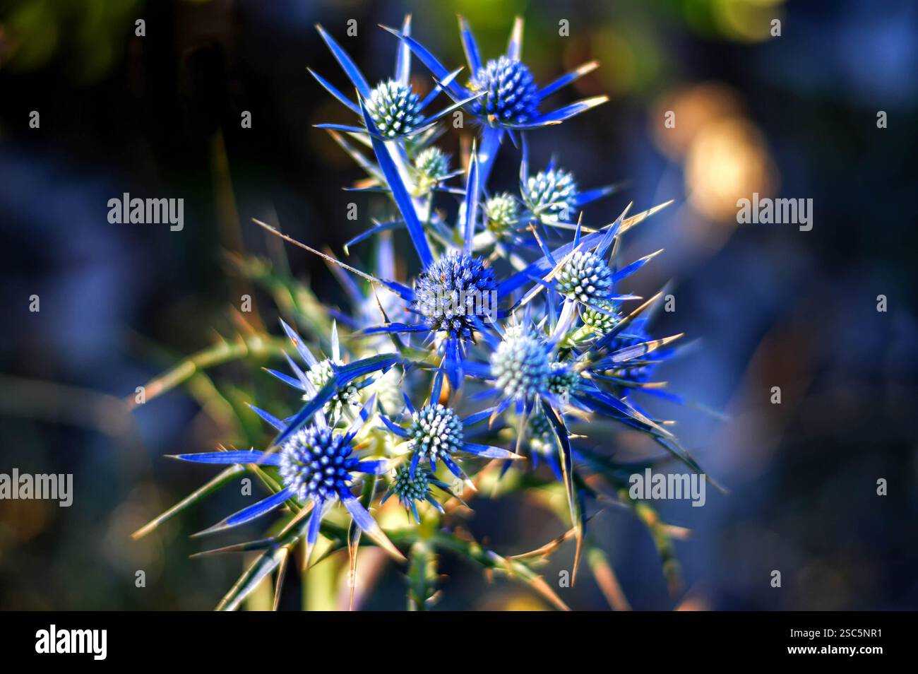Eringo hi-res stock photography and images - Alamy