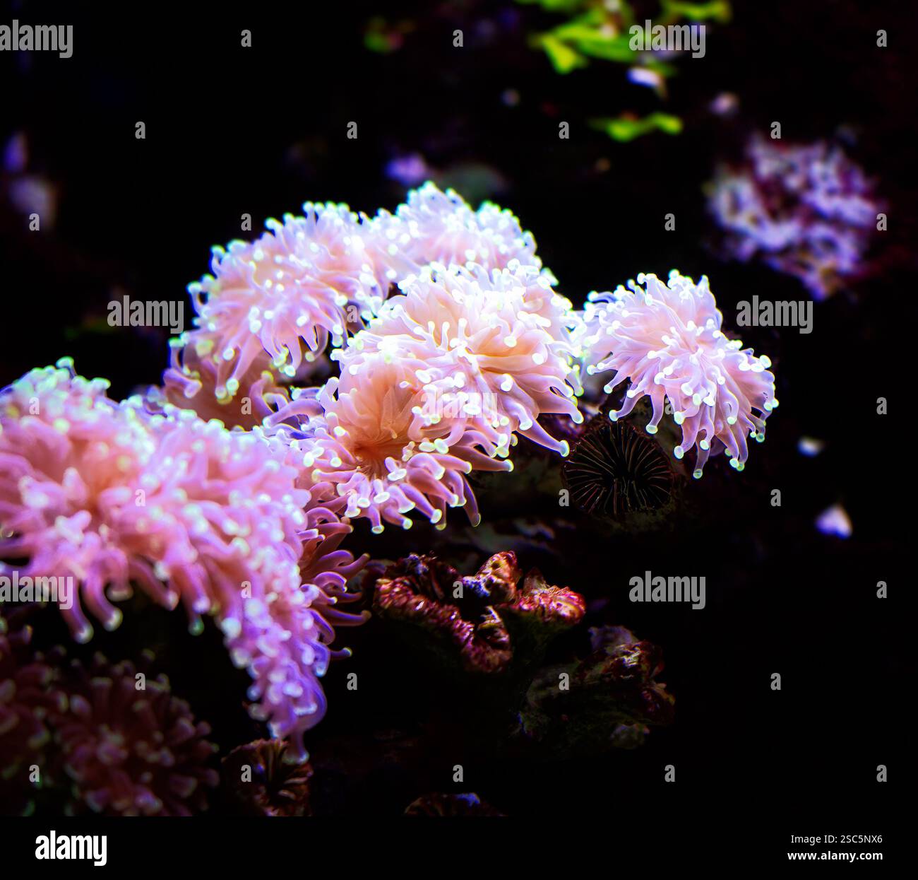 Closeup of a coral in a saltwater aquarium Stock Photo