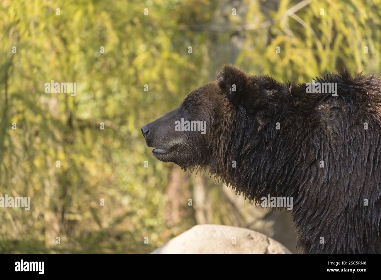 One Kamchatka brown bear (Ursus arctos piscator), portrait in early morning light with some green vegetation in the background Stock Photo