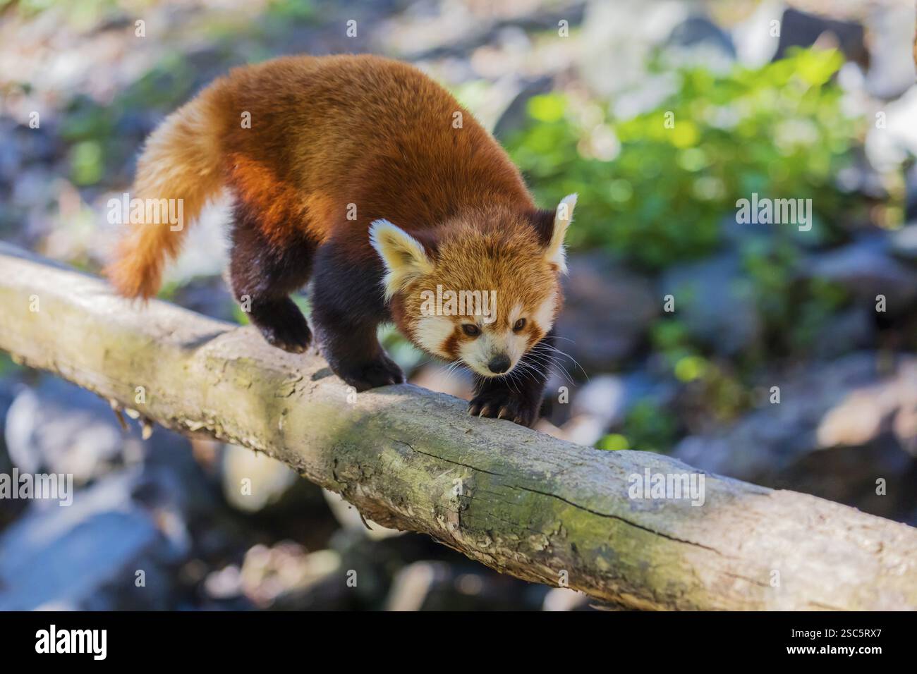 Red Panda Rope Bridge One red panda, Ailurus fulgens, balancing over a log, serving as a ...