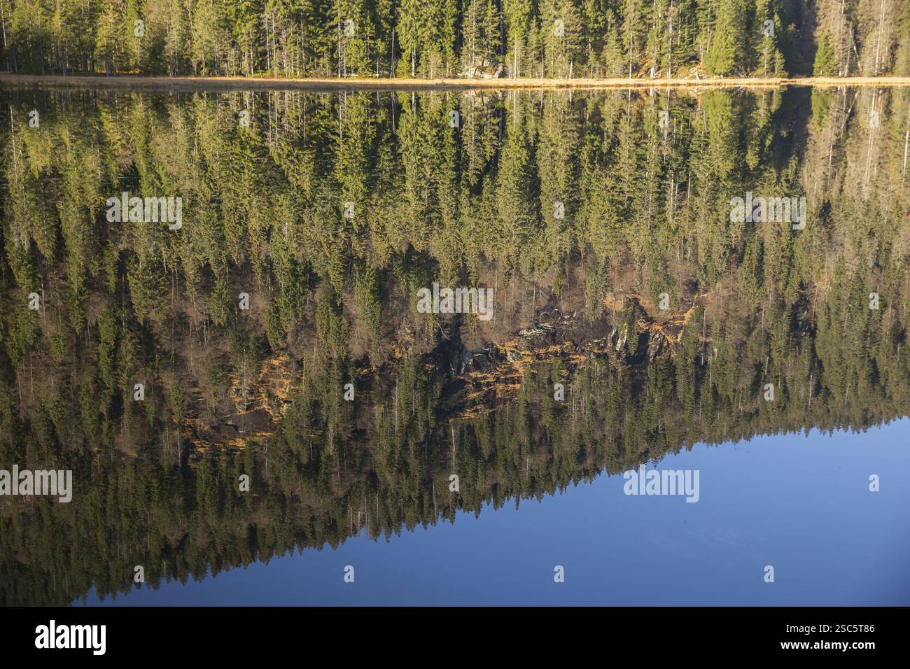 Lake Grosser Arbersee in autumn. The surrounding forest is reflected in the mirror like surface of the lake Stock Photo
