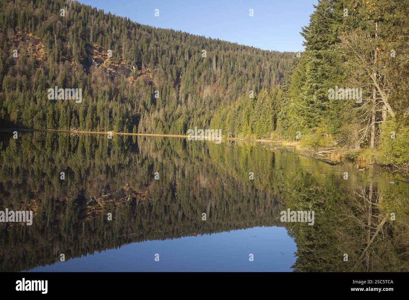Lake Grosser Arbersee in autumn. The surrounding forest is reflected in the mirror like surface of the lake Stock Photo