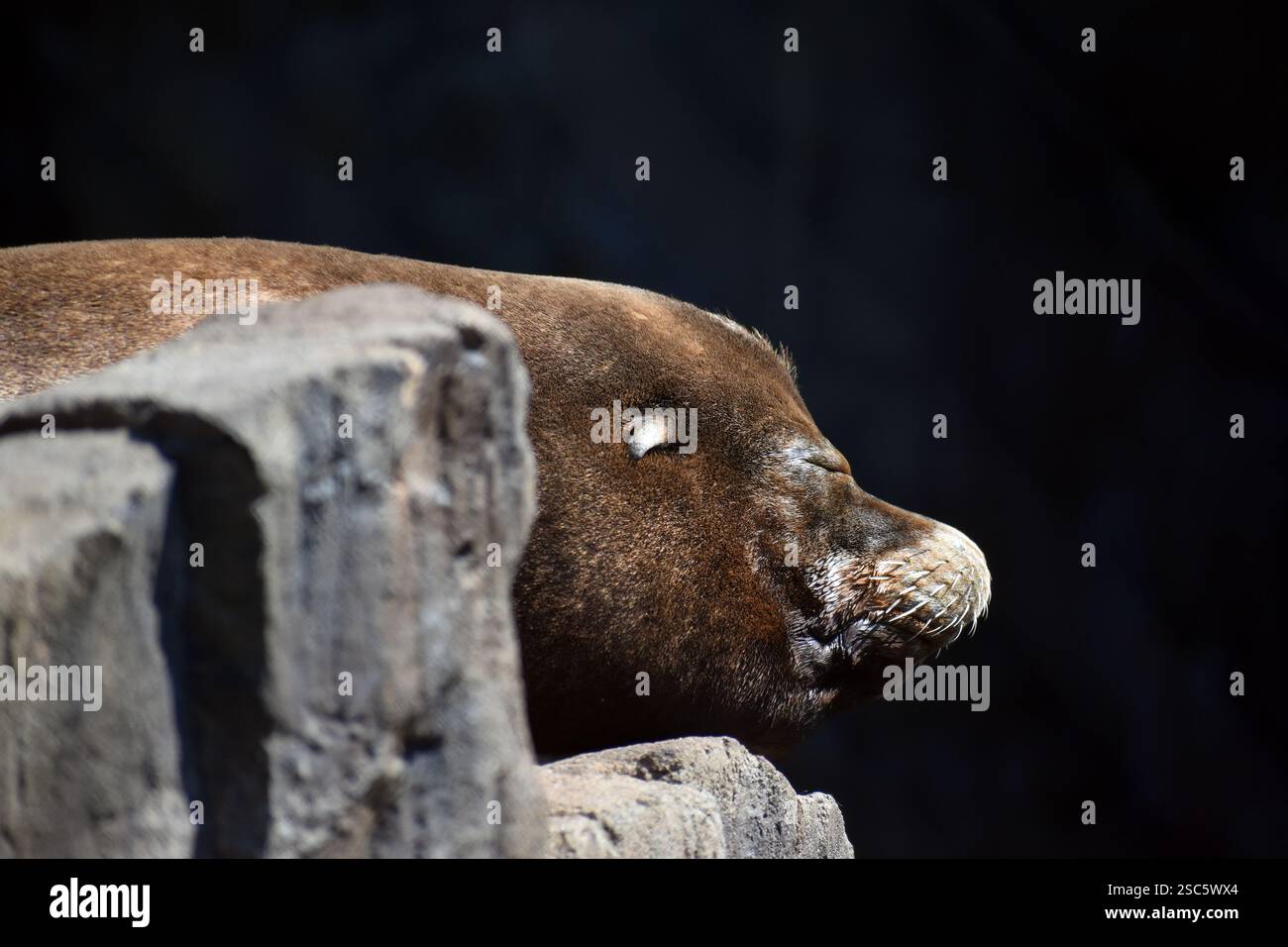 Sleeping on the rocks hi-res stock photography and images - Alamy
