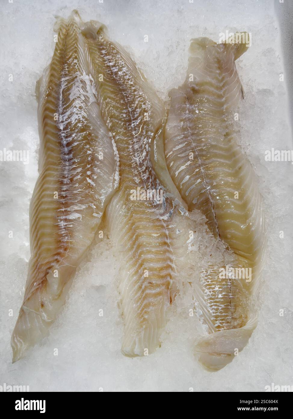 Cod fillet (Gadus morhua) on ice in refrigerated counter fish counter ...