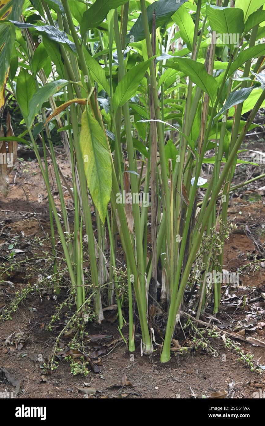 cardamom-elettaria-cardamomum-kerala-india-asia-stock-photo-alamy